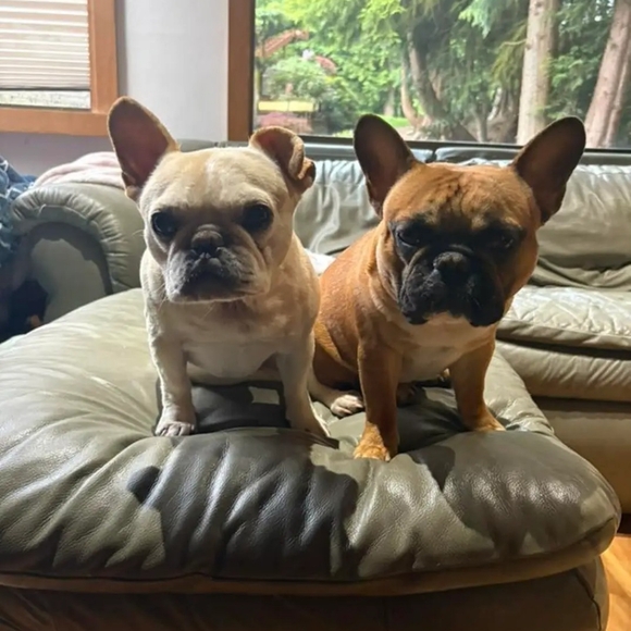 Meet your Posher, Cassie - Picture 1 of 1